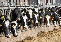 در خرداد ماه سال‌جاری تعداد گاو و گوساله موجود در دامداری‌های کشور 5/6 میلیون رأس برآورد شد