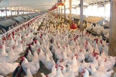 --عرضه گوشت انواع طیور در کشتارگاه‌های رسمی کشور در دی ۱۴۰۰ به ٢٠١ هزار تن رسید