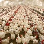 شاخص قیمت تولیدكننده محصولات مرغداری‌های صنعتی كشور- سال ١٤٠٠ (١٠٠=١٣٩٥)