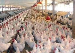    شاخص قیمت تولیدكننده محصولات مرغداری‌های صنعتی كشورتابستان 1397(100=1390)