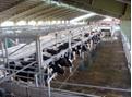 تعداد گاو و گوساله موجود در دامداری‌های کشور در بهمن ماه سال‌جاری 7 / 4 میلیون رأس برآورد شد