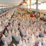...عرضه گوشت انواع طیور در کشتارگاه‌های رسمی کشور در فروردین ۱۴۰۱ به ۲۰۲٫۲ هزار تن رسید