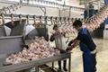 عرضه گوشت انواع طیور در کشتارگاه‌های رسمی کشور در دی ۱۴۰۰ به ٢٠١ هزار تن رسید