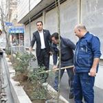 کاشت درخت در پیاده رو مرکز آمار ایران در راستای طرح مردمی کاشت یک میلیارد درخت