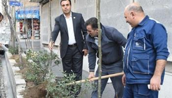 کاشت درخت در پیاده رو مرکز آمار ایران در راستای طرح مردمی کاشت یک میلیارد درخت