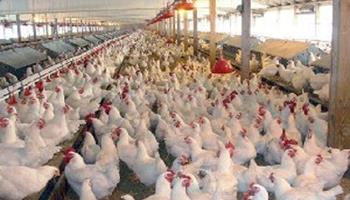 شاخص قیمت تولیدكننده محصولات مرغداری‌های صنعتی كشور- سال ١٣٩٩ (١٠٠=١٣٩٥)