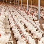 شاخص قیمت تولیدكننده محصولات مرغداری‌های صنعتی كشور زمستان ١٤٠٠ 