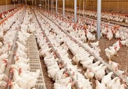 شاخص قیمت تولیدكننده محصولات مرغداری‌های صنعتی كشور زمستان ١٤٠٠ 